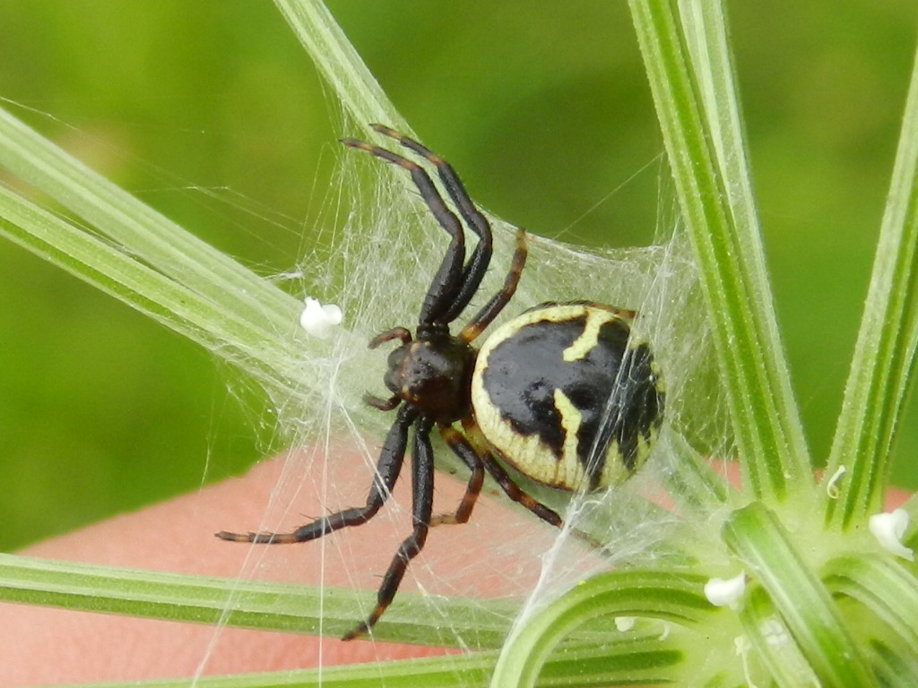 Synema globosum